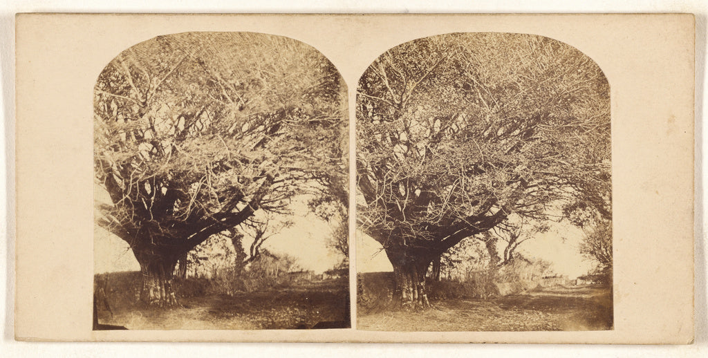 Unknown maker, British:[Old Beech at (---illeg.) from reside, Poster Print Wall Art