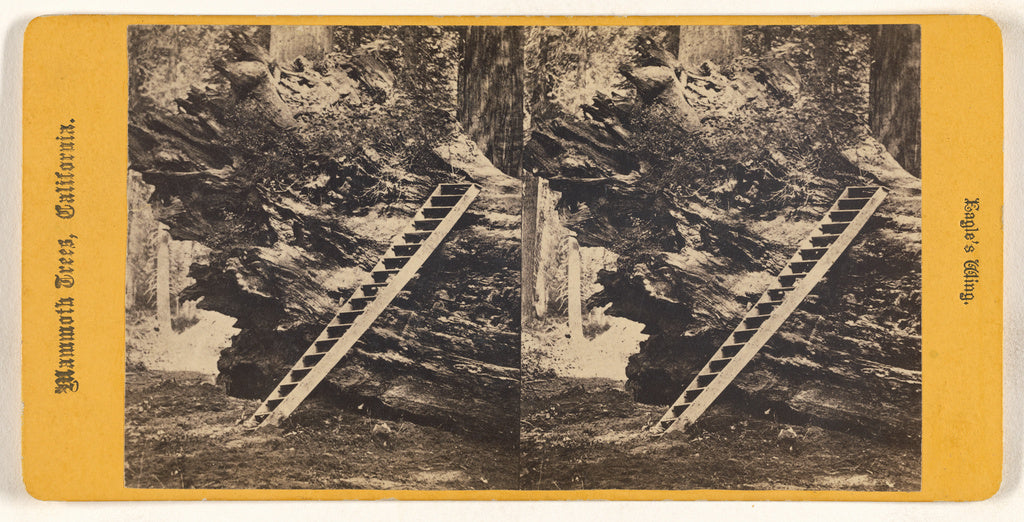 Unknown maker, American:Eagles' Wing. Mammoth Trees, Califor, Poster Print Wall Art