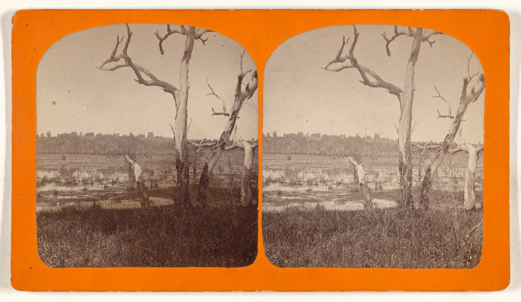 Unknown maker, American:[Cypress Swamp, Three miles from Tal, Poster Print Wall Art