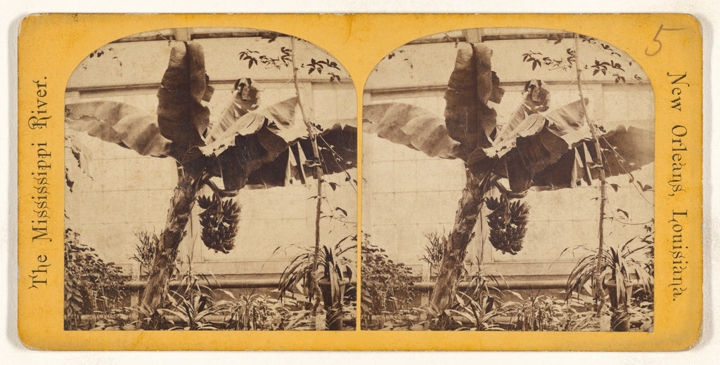 Unknown maker, American:Banana Tree and Bananas. [The Missis, Poster Print Wall Art