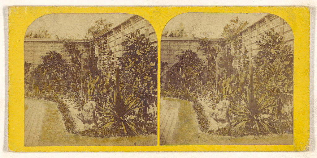 Unknown maker, American:[Cactusses (sic) growing outside at , Poster Print Wall Art