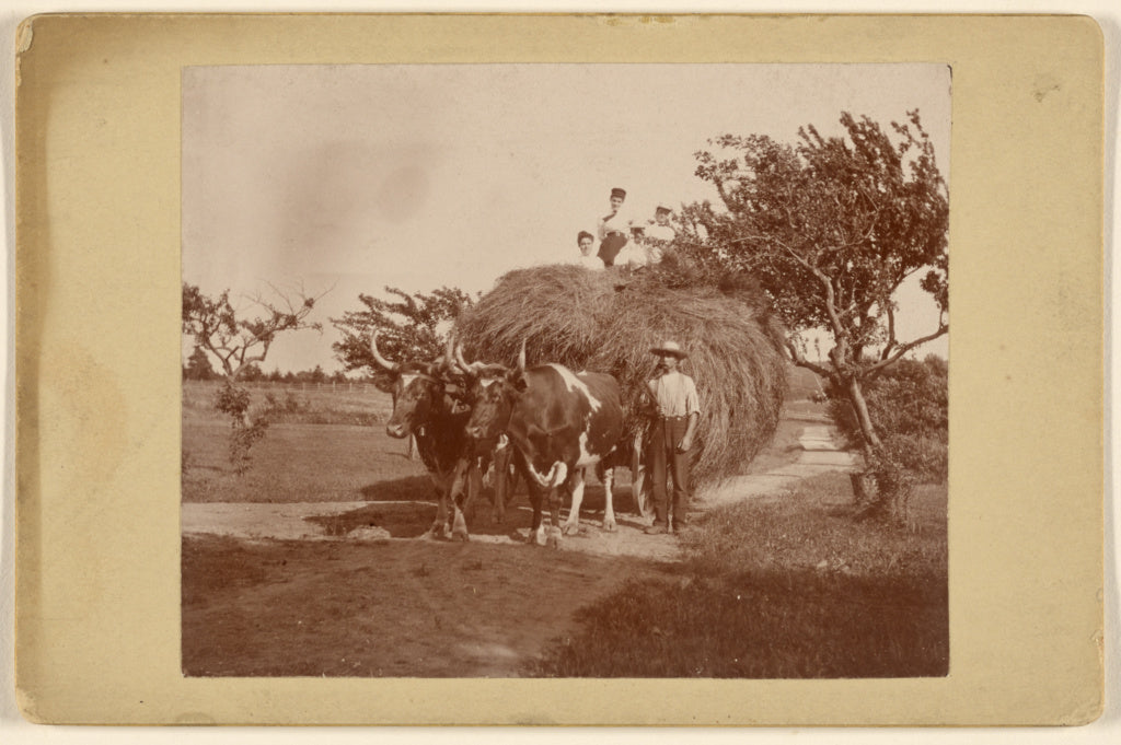 Unknown:[People on a hayride, wagon being pulled by two stee, Poster Print Wall Art