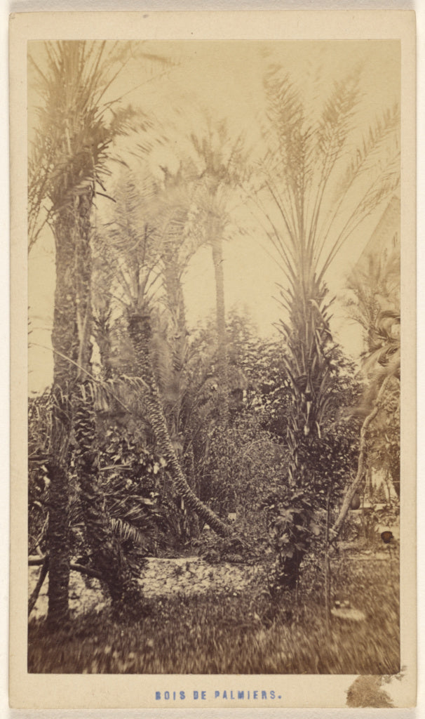 Davanne & Aléo:Bois de Palmiers., Poster Print Wall Art