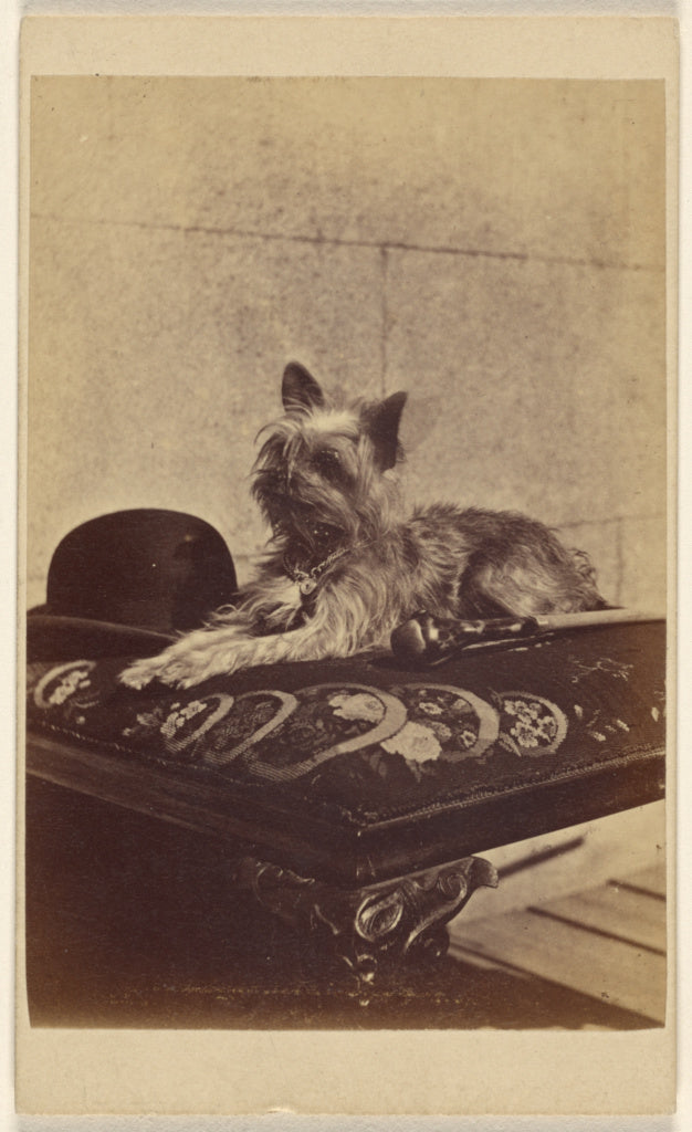 Henry Pointer:[Dog lying on ottoman, next to a derby hat and,16x12"(A3)Poster