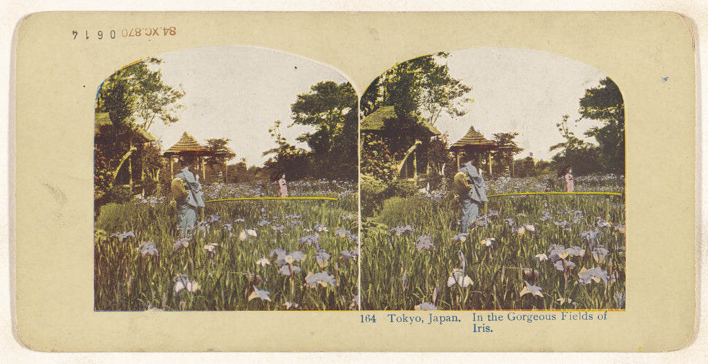 Unknown:Tokyo, Japan. In the Gorgeous Fields of Iris (recto), Poster Print Wall Art