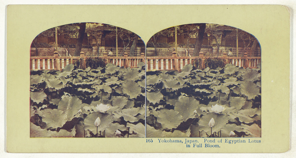 Unknown:Yokohama, Japan. Pond of Egyptian Lotus in Full Bloo,16x12"(A3)Poster