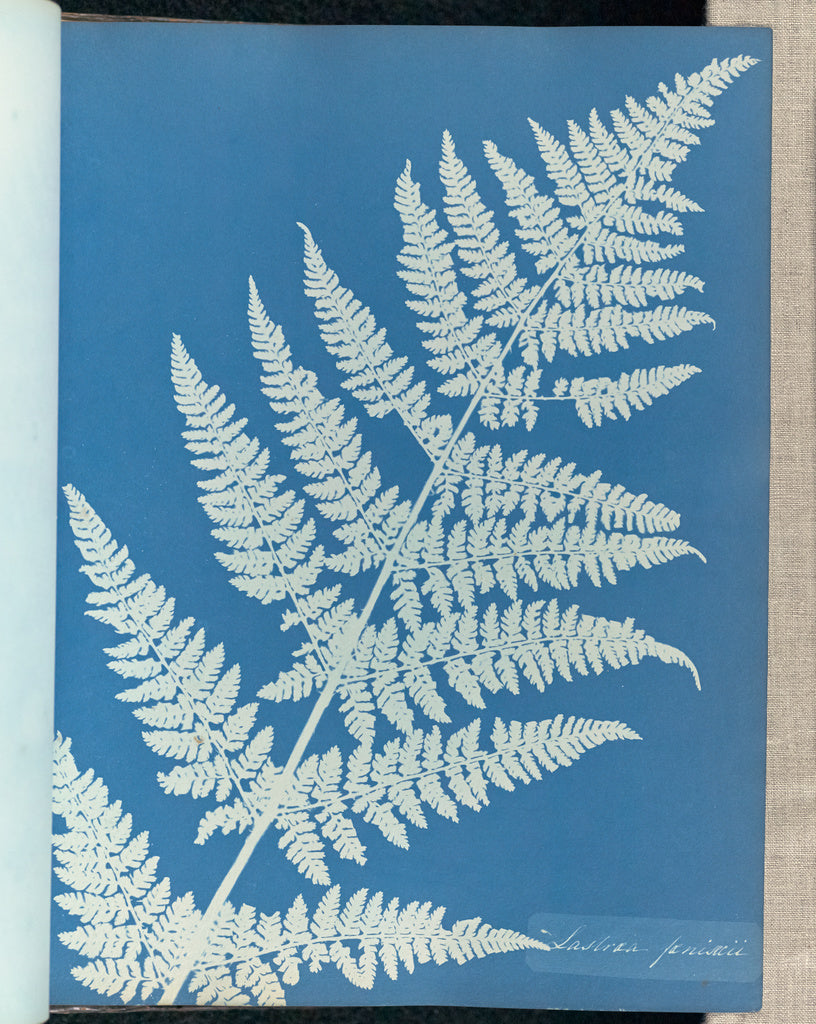 Anna Atkins:Lastrea focnisecii,16x12"(A3)Poster