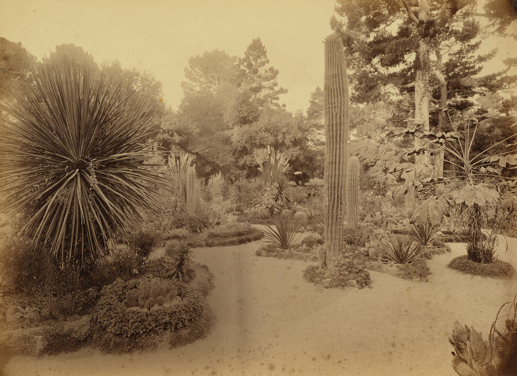 Carleton Watkins:[Monterey, California. Arizona Garden, Hote, Poster Print Wall Art