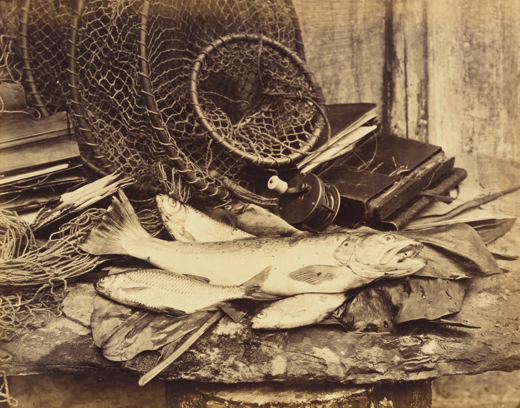 Henry Bailey:Trout Roach etc., Poster Print Wall Art