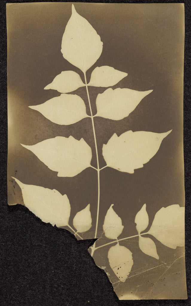 Unknown maker, British, active India about 1843:[Branch with,16x12"(A3)Poster