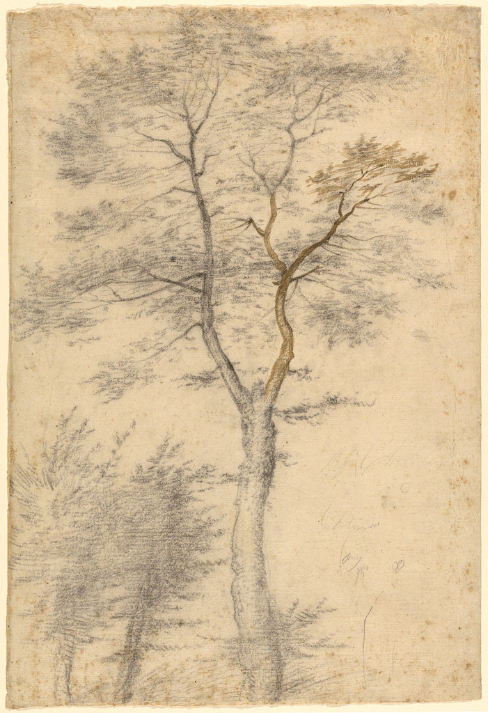 Fra Bartolommeo :Three Studies of Trees, Poster Print Wall Art