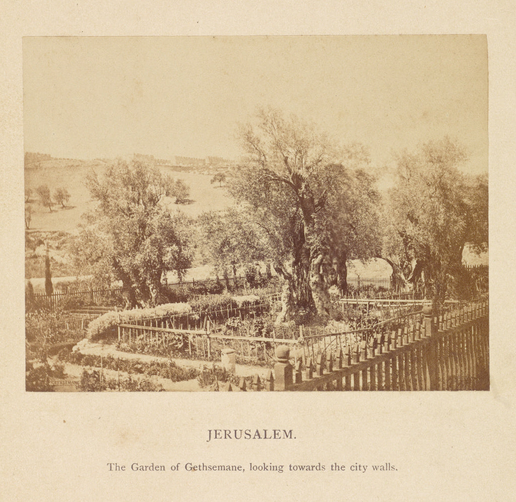 Francis Bedford:Jerusalem. The Garden of Gethsemane, Looking, Poster Print Wall Art