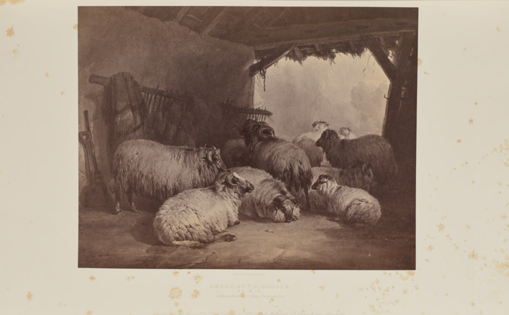 Caldesi & Montecchi:Sheep, by T.S. Cooper, A.R.A.,16x12"(A3)Poster