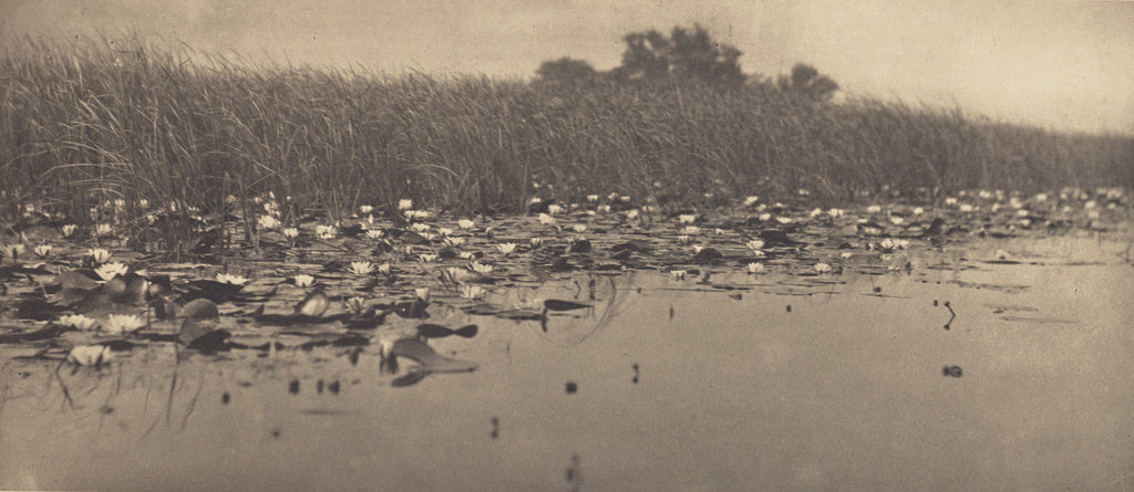 Peter Henry Emerson:Water-Lillies, Poster Print Wall Art