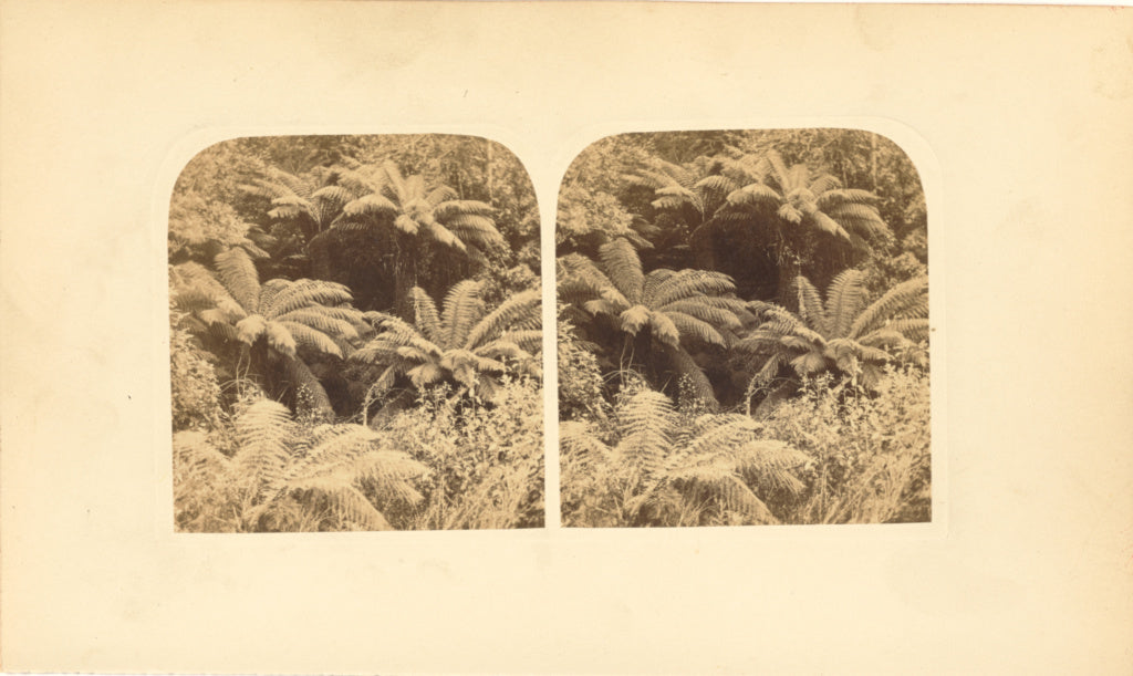 Morton Allport:Tree-Ferns in Tasmania, Poster Print Wall Art