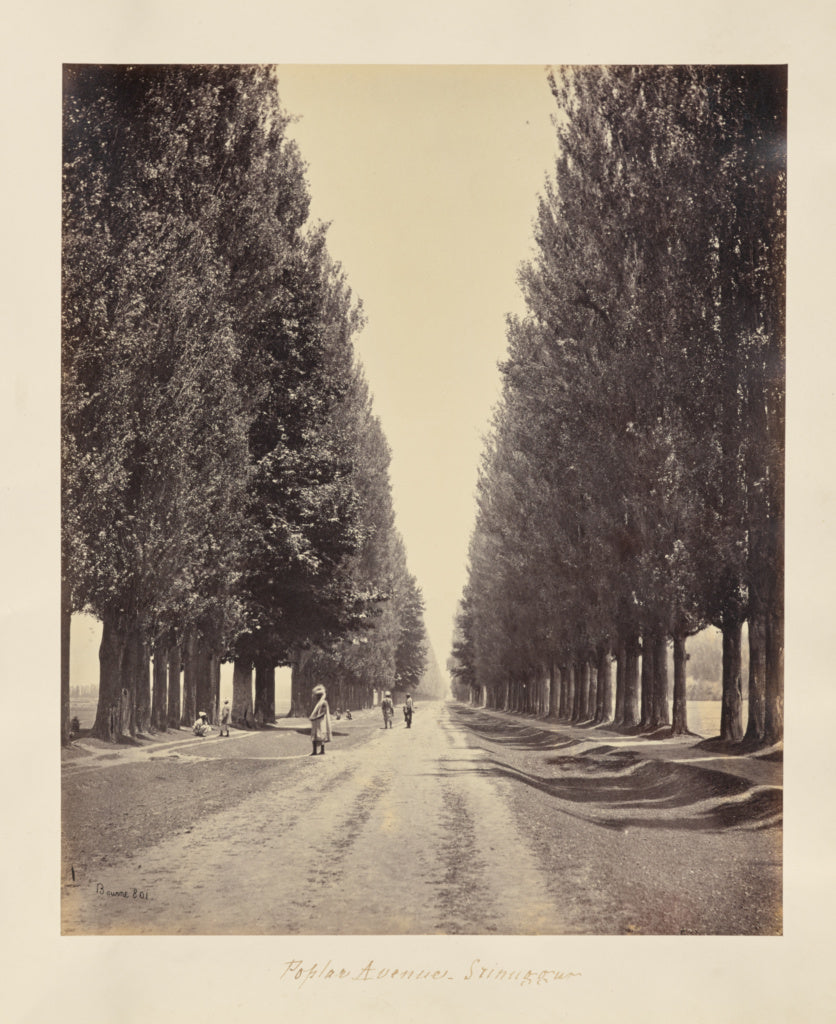 Samuel Bourne:Srinuggur; Poplar Avenue, from the End, Poster Print Wall Art