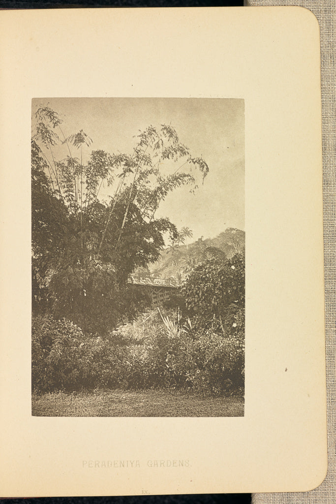 Henry W. Cave:Peradeniya Gardens, Poster Print Wall Art