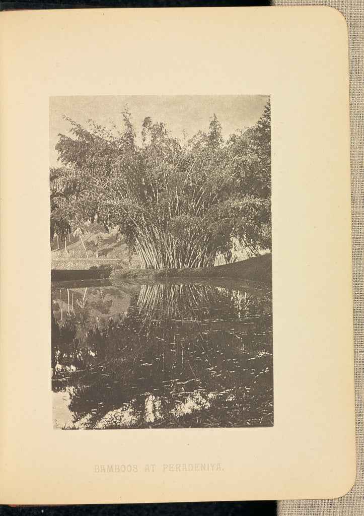 Henry W. Cave:Bamboos at Peradeniya, Poster Print Wall Art