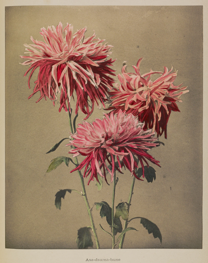 Kazumasa Ogawa:Asa-dsuma-bune, Poster Print Wall Art