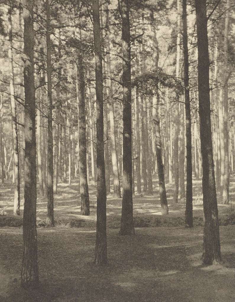 Frederick H. Evans:Fir Woods, Copsham, Poster Print Wall Art