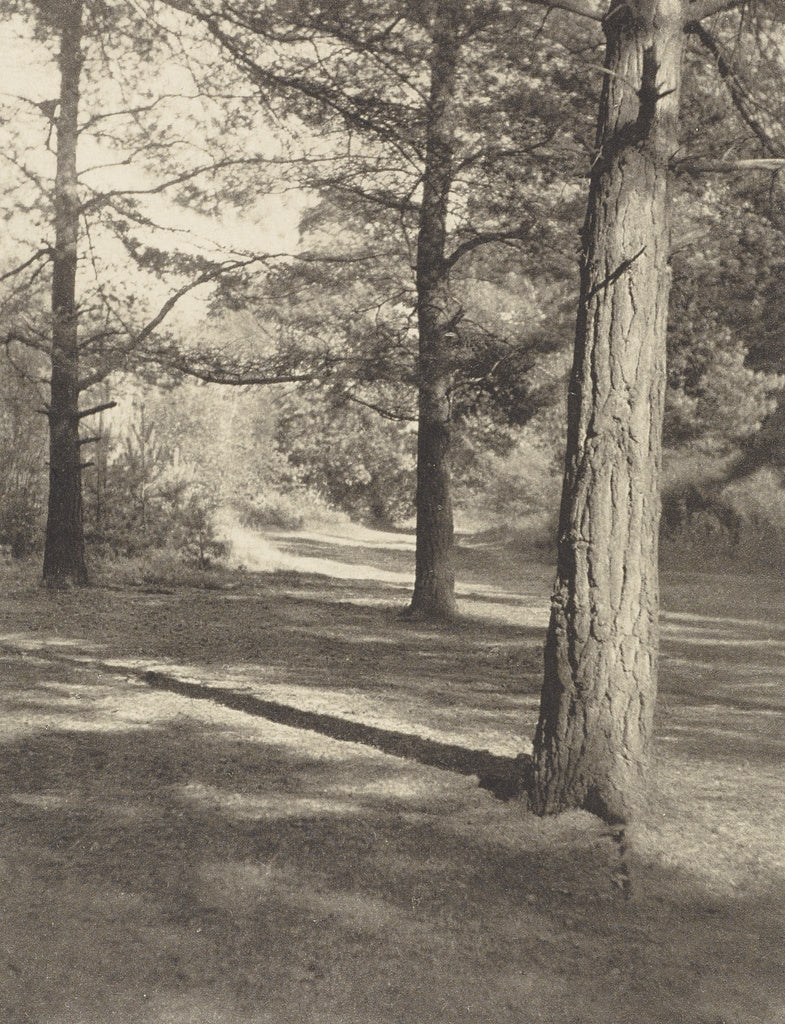 Frederick H. Evans:The Woods at Oxshott, Poster Print Wall Art