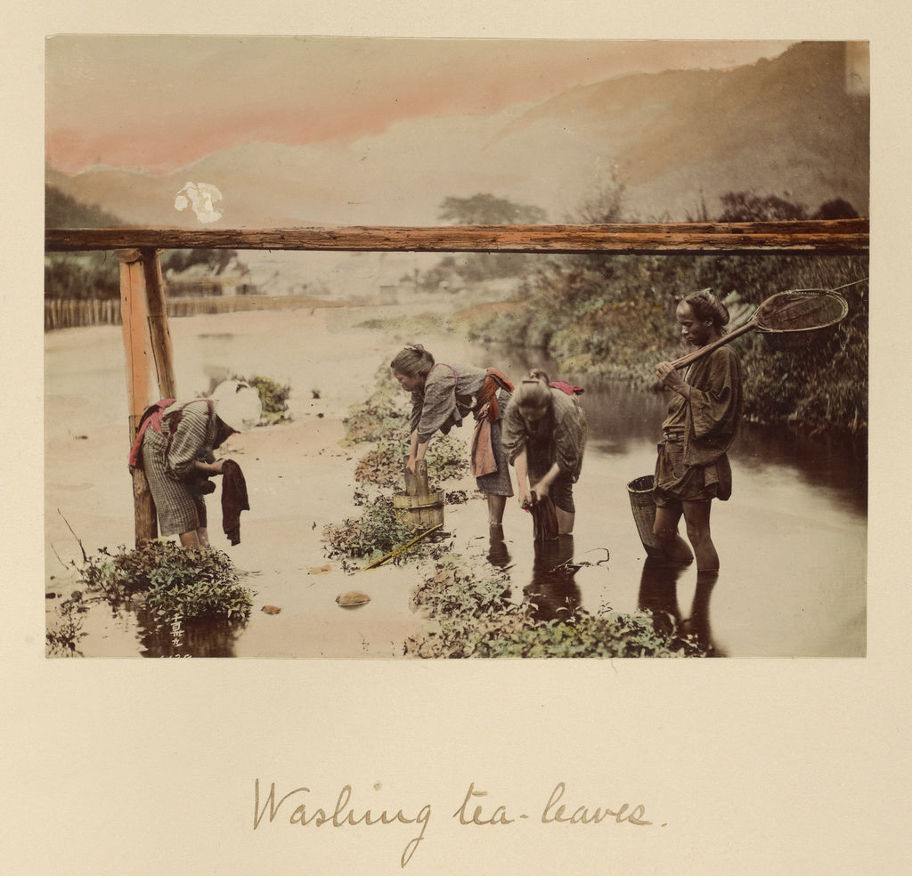 Shinichi Suzuki:Washing Tea Leaves, Poster Print Wall Art