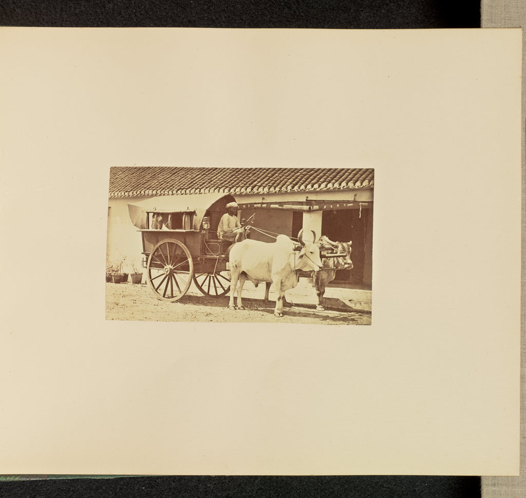 Willoughby Wallace Hooper:[Bullock-drawn Carriage and Driver, Poster Print Wall Art