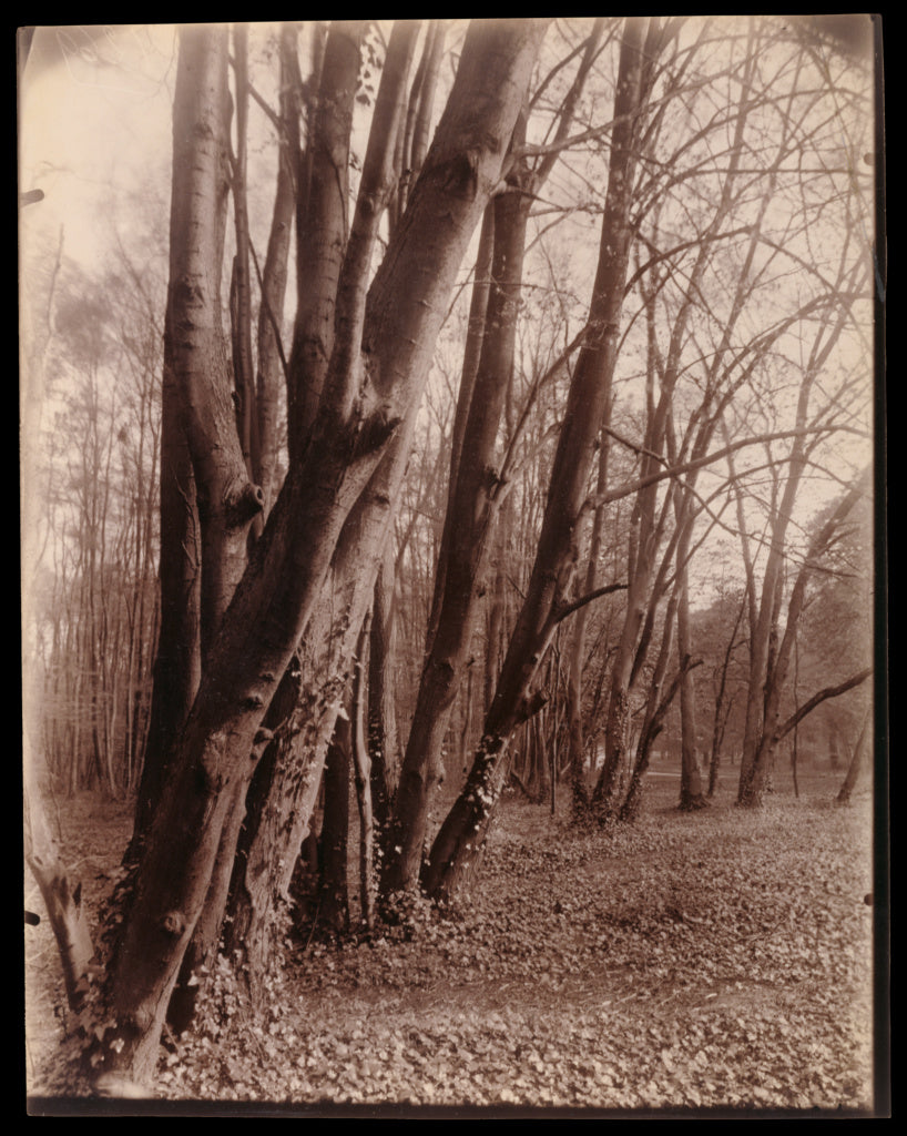 Eugène Atget:The Park at Saint-Cloud, Poster Print Wall Art