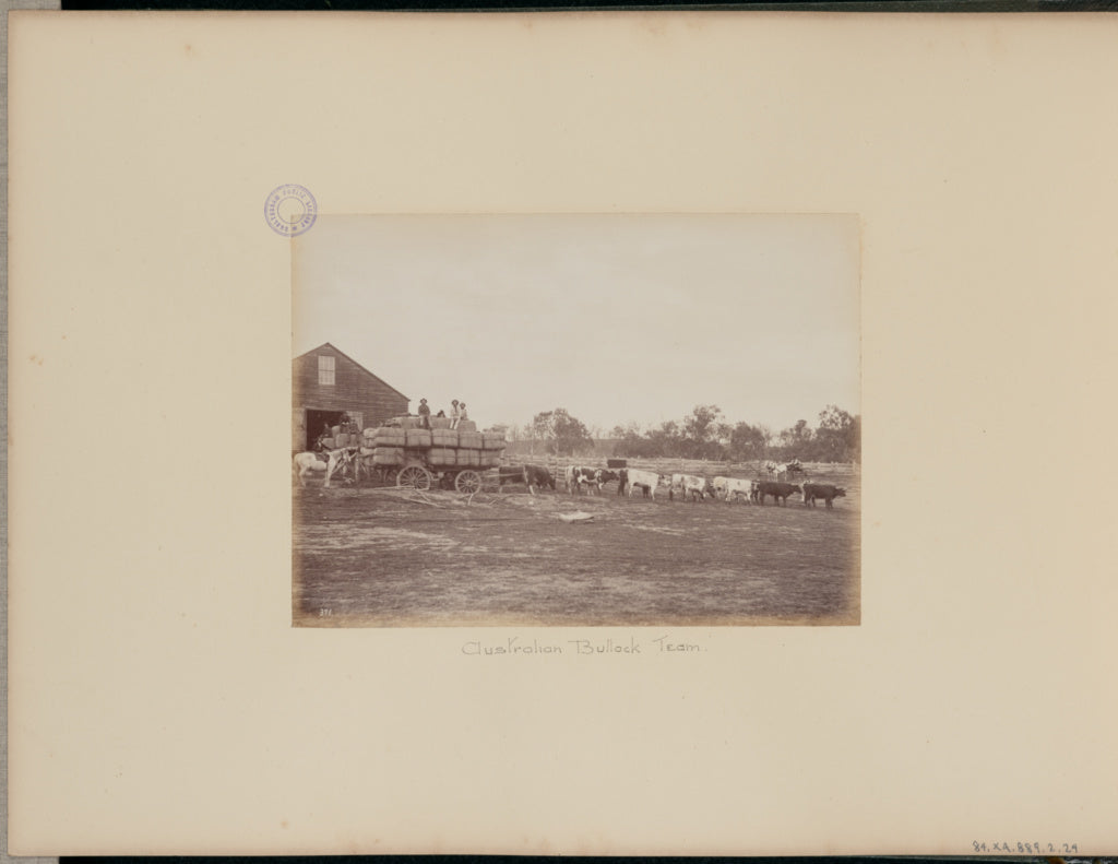 Charles Bayliss:Australian Bullock Team, Poster Print Wall Art