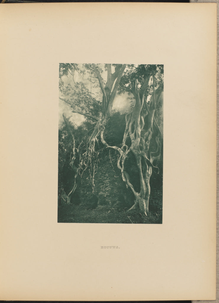 Henry W. Cave:Kotuwa, Poster Print Wall Art