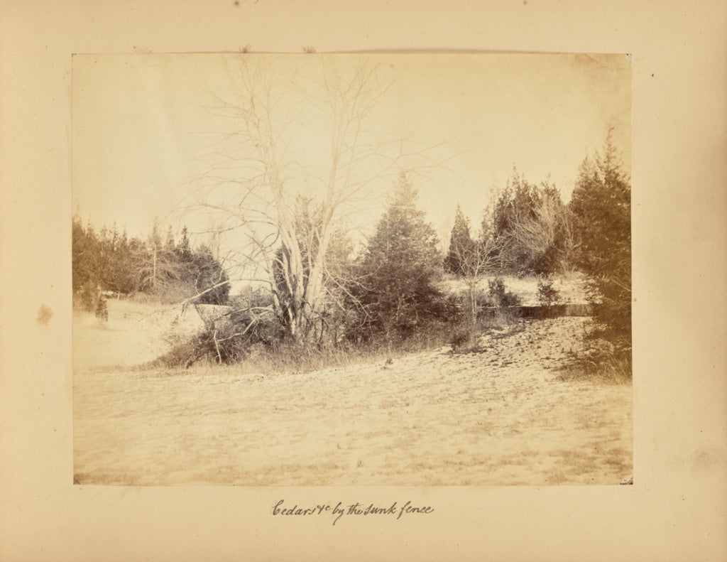 Alfred BoothPossibly:Cedars and c by the Sunk Fence, Poster Print Wall Art