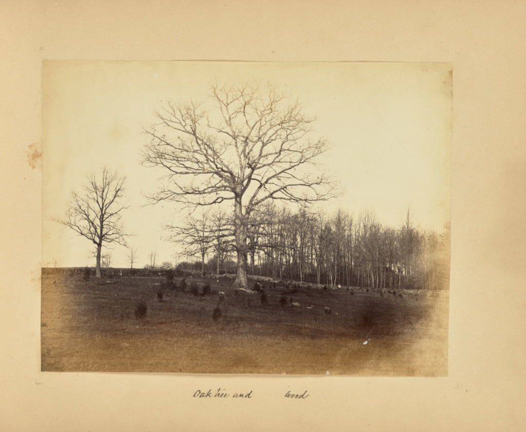 Alfred BoothPossibly:Oak Tree and Wood, Poster Print Wall Art