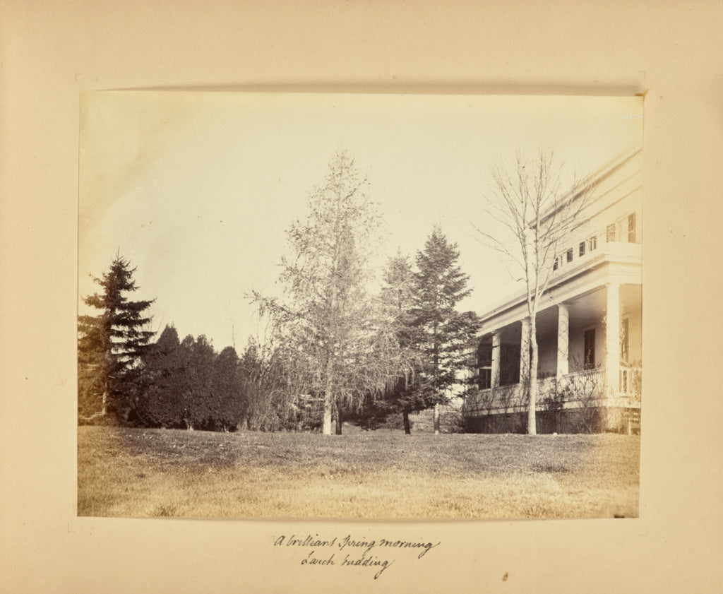 Alfred BoothPossibly:A Brilliant Spring Morning - Larch Budd, Poster Print Wall Art