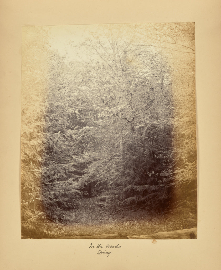 Alfred BoothPossibly:In the Woods - Spring, Poster Print Wall Art