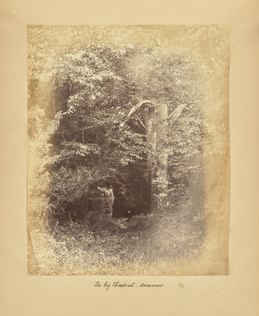 Alfred BoothPossibly:The Big Chestnut - Summer, Poster Print Wall Art