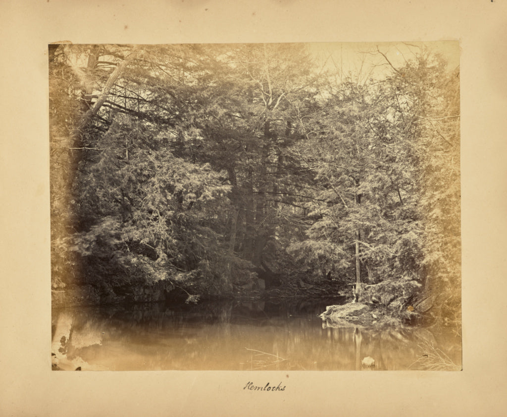 Alfred BoothPossibly:Hemlocks, Poster Print Wall Art