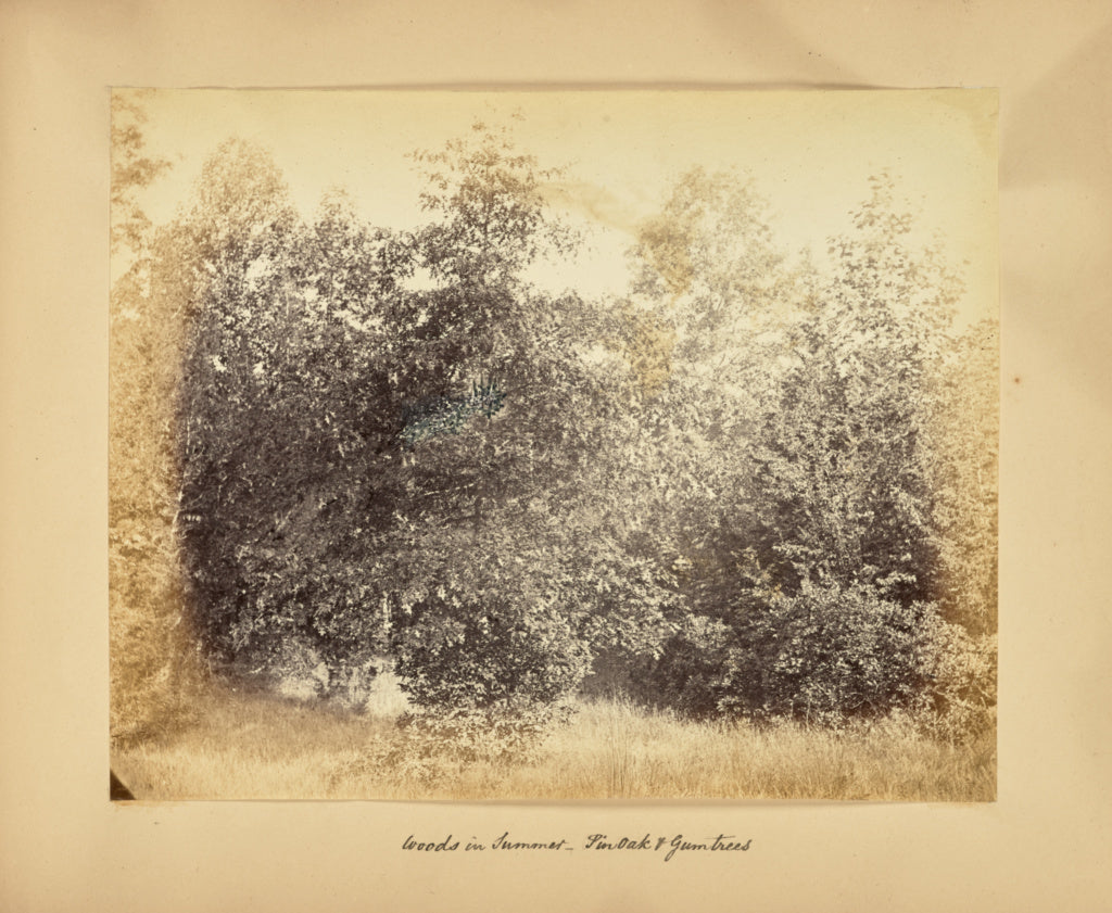 Alfred BoothPossibly:Woods in Summer - Pin Oak and Gum Trees, Poster Print Wall Art