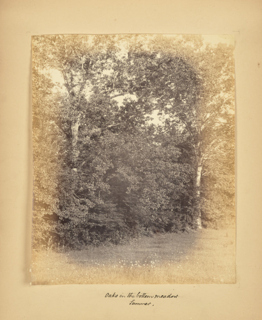 Alfred BoothPossibly:Oaks in the Bottom Meadow - Summer, Poster Print Wall Art