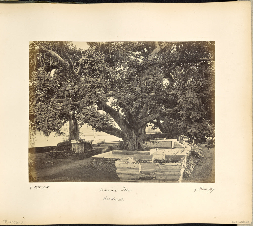 Samuel Bourne:Large Banian Tree at Hurdwar, Poster Print Wall Art
