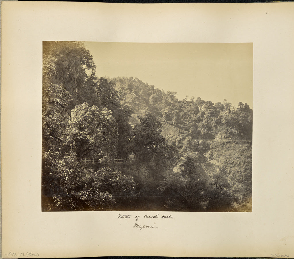 Samuel Bourne:Mussoorie; Foliage on the Mall, North side of , Poster Print Wall Art