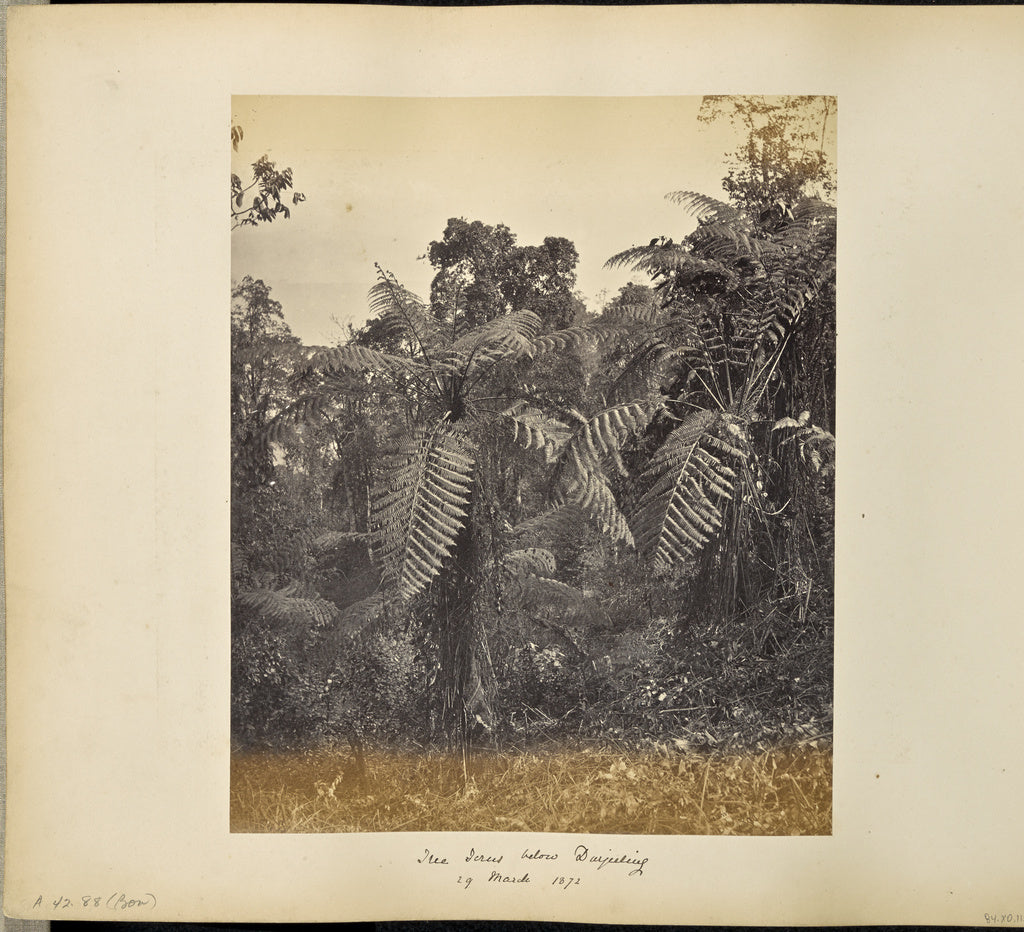 Samuel Bourne:Darjeeling; Another view of the Tree ferns at , Poster Print Wall Art