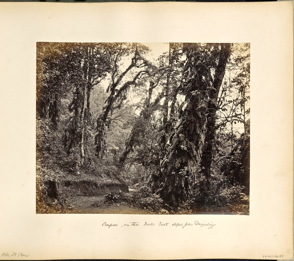 Samuel Bourne:Darjeeling; Forest Scene with Creepers, on the, Poster Print Wall Art
