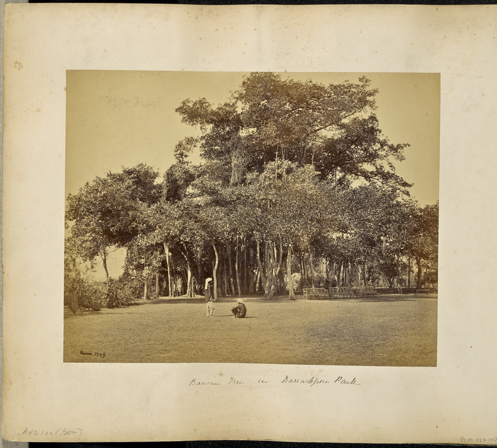 Samuel Bourne:Calcutta; Banian Tree in Barrackpore Park, gen, Poster Print Wall Art