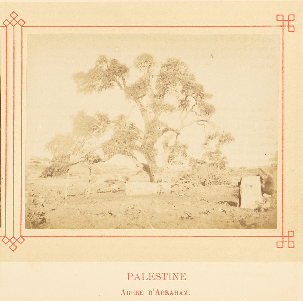 Félix Bonfils:Arbre d'Abraham., Poster Print Wall Art