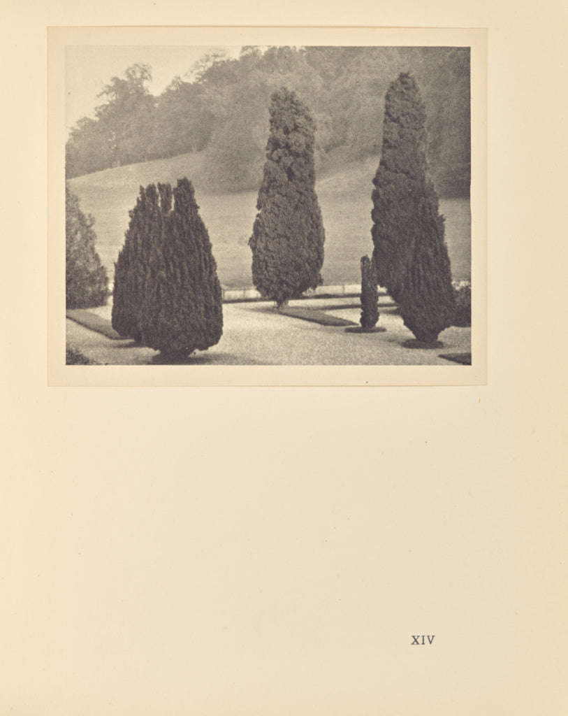 Alvin Langdon Coburn:Yew Trees,16x12"(A3)Poster