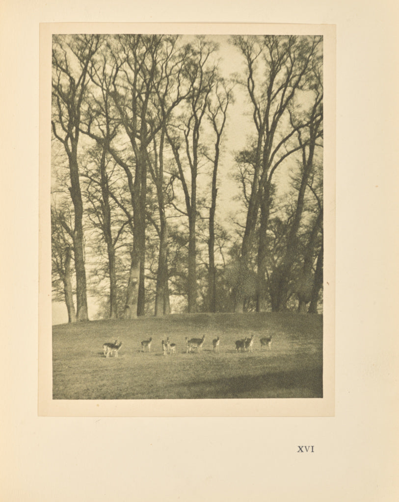 Alvin Langdon Coburn:Deer, Poster Print Wall Art