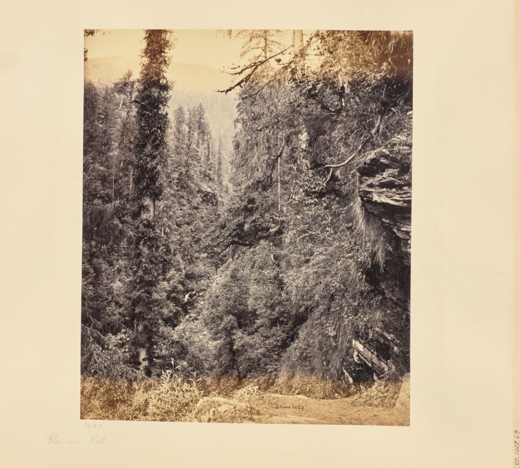 Samuel Bourne:A Glen near Kot, Kulu,16x12"(A3)Poster