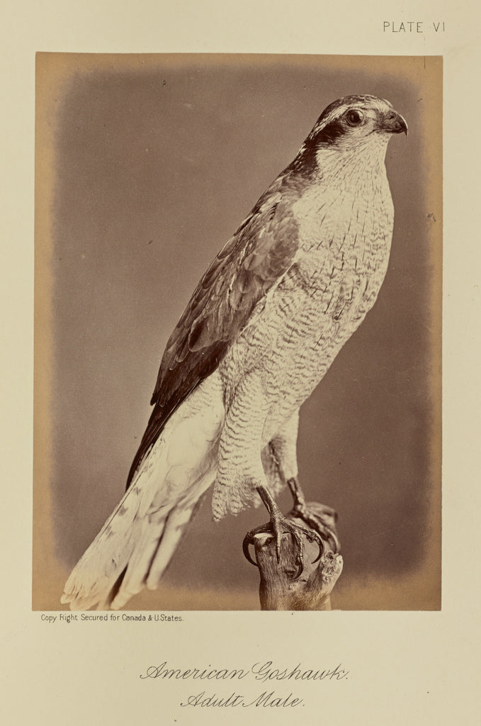 William Notman:American Goshawk, Adult Male, Poster Print Wall Art
