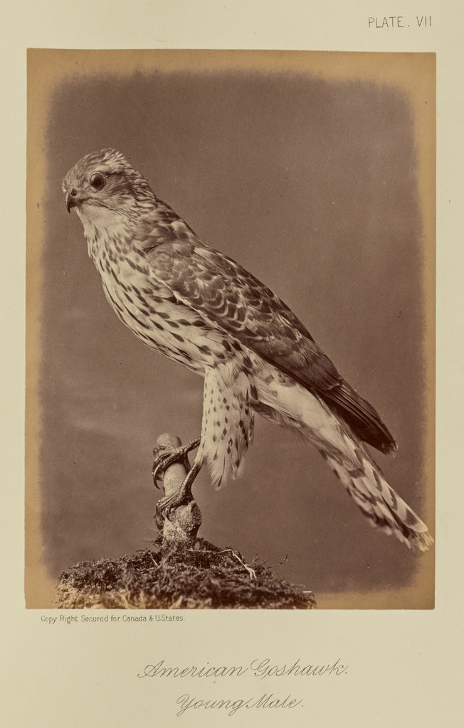 William Notman:American Goshawk, Young Male, Poster Print Wall Art