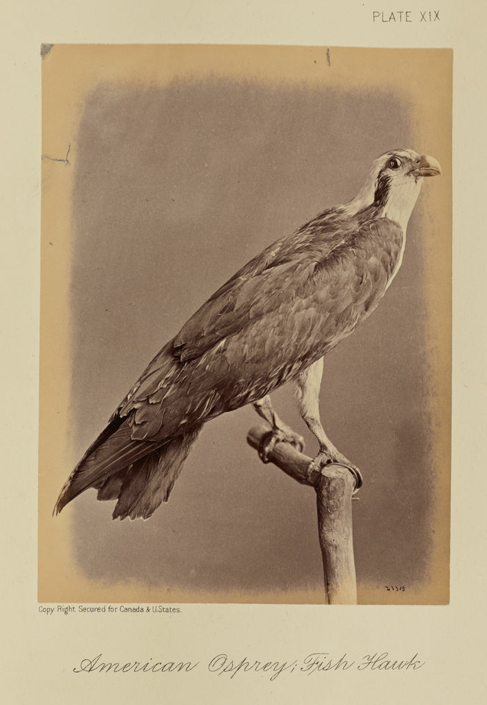 William Notman:American Osprey; Fish Hawk, Poster Print Wall Art